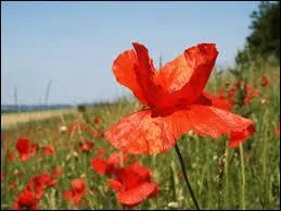 Voici la recette du sirop : eau, ---- et ptales de coquelicot.