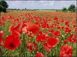 Son nom est l'expression d'une mtaphore. Que rapproche-t-on ?