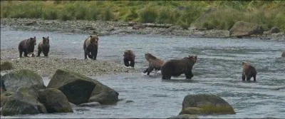 L'animal dont je veux parler fuit devant les animaux de la photo !