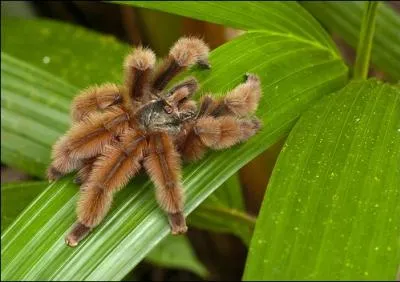 L'aviculaire antillaise est un genre de mygale endmique de la Martinique, o l'espce est protge depuis 1995. Sous quel nom est-elle connue localement ?