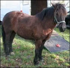 Quelle est cette race de poney ?