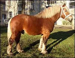 Quelle est cette race de cheval ?