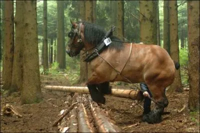 Quelle est cette race de cheval ?