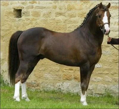 Quelle est cette race de poney ?