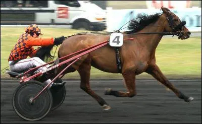 Quelle est cette race de cheval ?