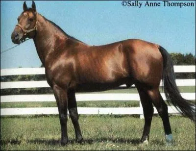 Quelle est cette race de cheval ?