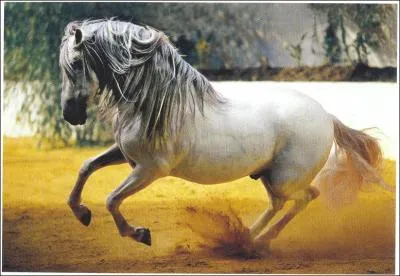 Quelle est cette race de cheval ?