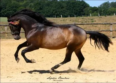 Quelle est cette race de cheval ?