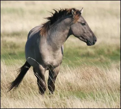Quelle est cette race de poney ?