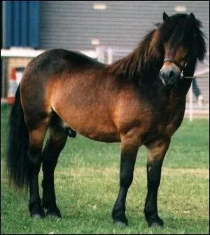 Quelle est cette race de poney ?