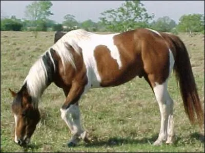 Quelle est cette race de cheval ?