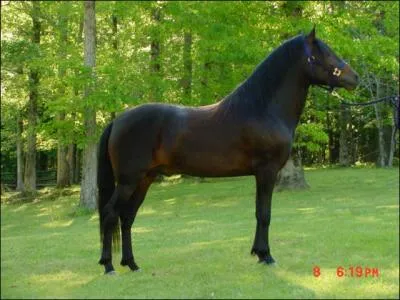 Quelle est cette race de cheval ?