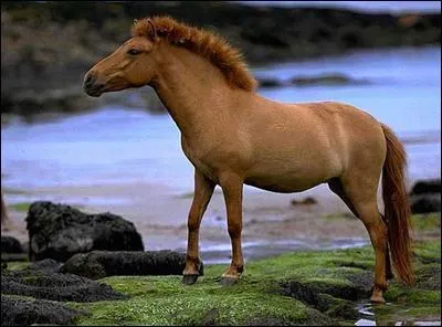 Quelle est cette race de poney ?