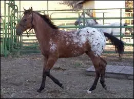 Quelle est cette race de cheval ?