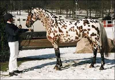 Quelle est cette race de cheval ?