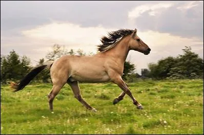 Quelle est cette race de poney ?