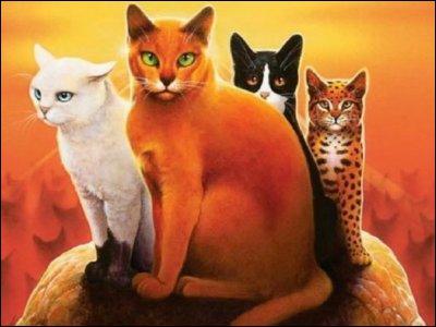 Pour commencer, qui sont les quatre chats sur l'image ?