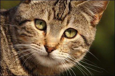 Quel est le nom de guerrier d'Étoile Solitaire ?