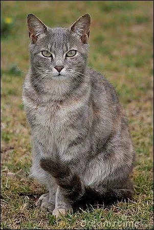 Quel nom de guerrier peut-on imaginer qu'Étoile Grise ait eu ?