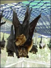 Quelle chauve-souris est surnomme renard volant ?