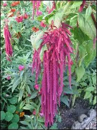 Quelle plante ornementale est aussi appele queue-de-renard ?