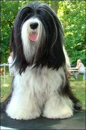 De quelle race est ce chien ?