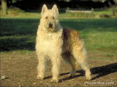 Je fus le chien favori de la reine Henriette de Belgique, je suis le...