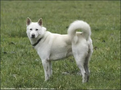 De quelle race est ce chien ?