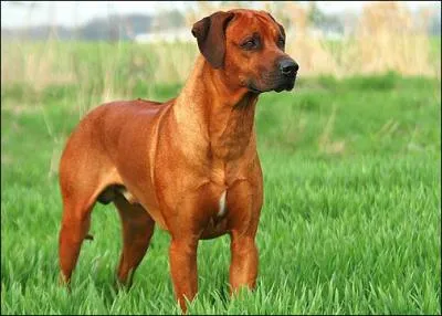 Je pense que vous me connaissez, je suis...