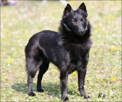 De quelle race est ce chien ?