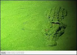 Cet animal est trs bien camoufl !