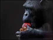 Le chimpanz mange ... .