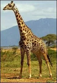 Comment boit la girafe ?