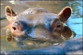 La dure de vie d'un hippopotame peut atteindre ... .