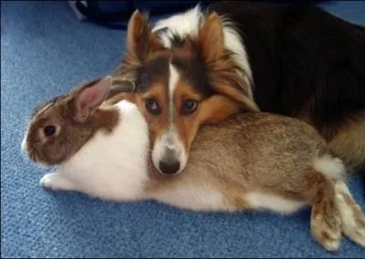 Avec lequel de ces animaux le cheval ne peut pas s'entendre ?