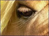 O le cheval ne voit-il pas ?