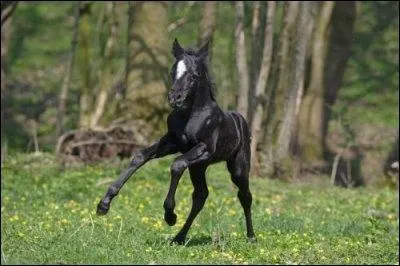 Un poulain peut galoper au bout de :