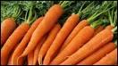 La carotte , cultive ds le XVIIIe sicle au Moyen-Orient, en Asie, en Afrique et en Europe tait blanche, rouge, verte, noire ou marron.