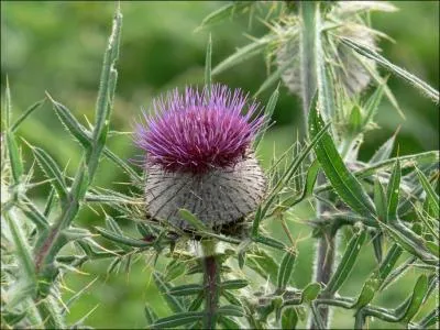 Cette fleur est l'emblme de l'quipe de rugby ... ?