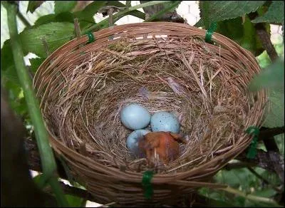 Abri en forme de petite corbeille.