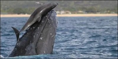 Herman Melville a fait de Moby Dick l'ennemie de mon personnage !