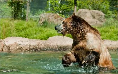 Avec Bagheera, ils sont tous deux les amis de ...