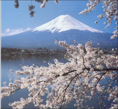 Vous pouvez vous prelasser en admirant le mont Fujiyama sous les cerisiers ...