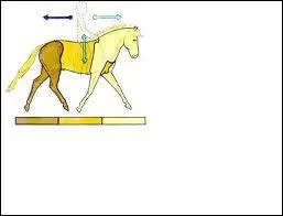 Les trois parties ( marron, jaune clair et orange) s'appellent :