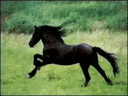 Expliquez les aides du dpart au galop  droite :