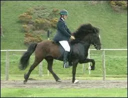 L'Islandais a deux allures de plus que les autres chevaux. Lesquelles ?