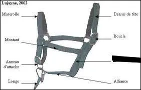 Quelle est la partie du licol manquante ?