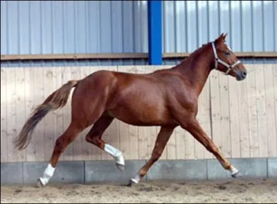 Ce cheval a-t-il de l'impulsion ?