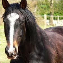 Quiz Galop 2