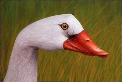 Le cygne tubercul trompette !
